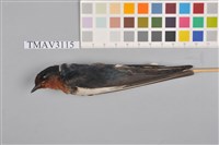 藏品(家燕)的圖片